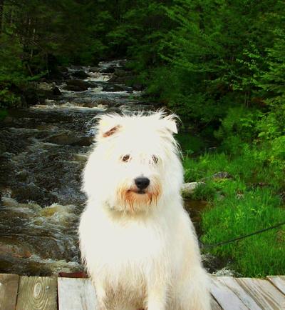 Pet friendly accommodations at Tall Timber, Pittsburg NH